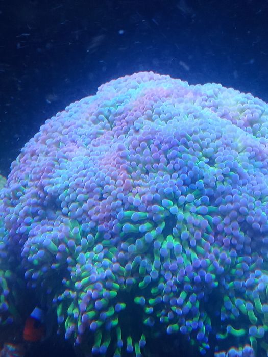 Euphyllia paraancora green purple