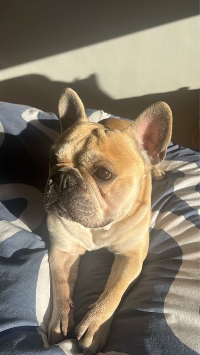 Montas - Bulldog French Cream *experiência*