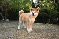 Akita INU Szczeniak