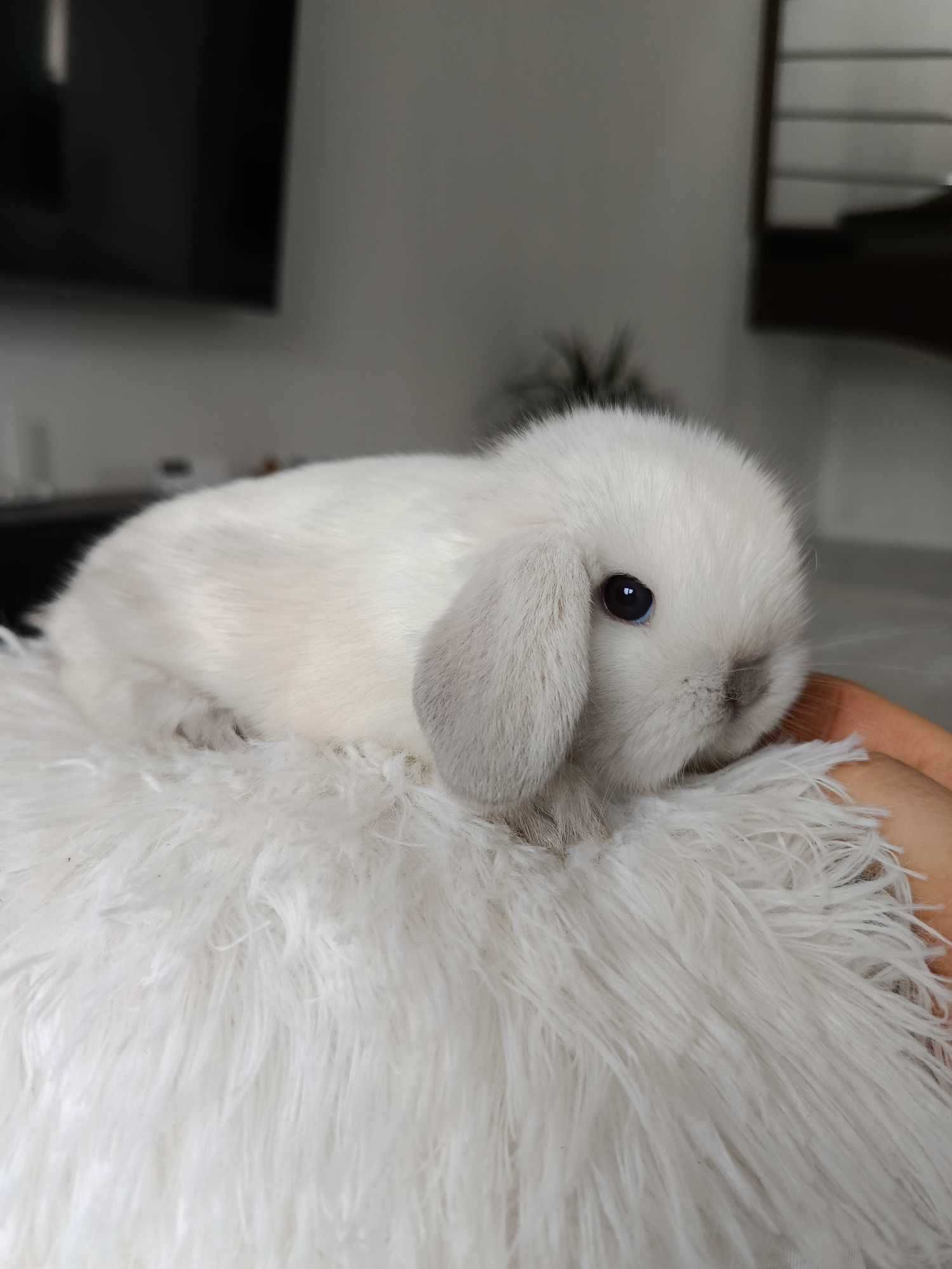 Mini lop karzełek Teddy hodowla zarejestrowana