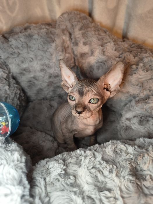 Nemi sfinks kanadyjski szylkret do rezerwacji