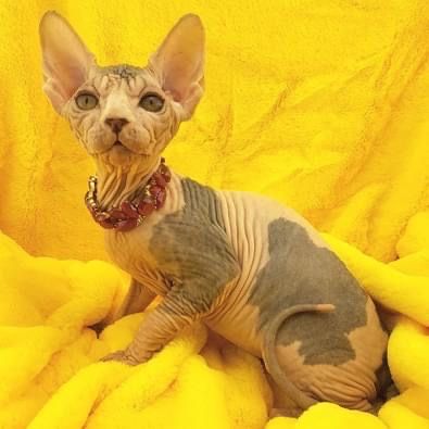 Канадские сфинксы