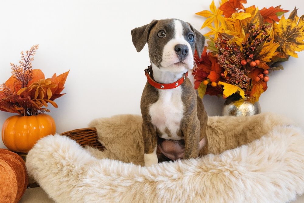 Rodzinna suczka Amstaff!