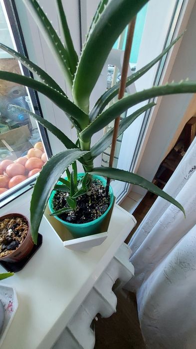 Алоє ,домашня квітка