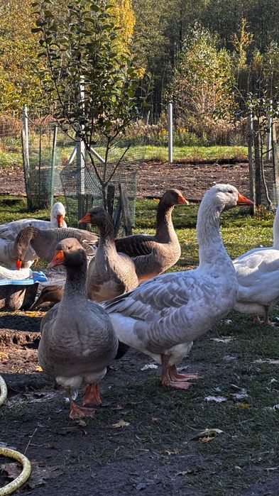 Sprzedam gęsi tegoroczna