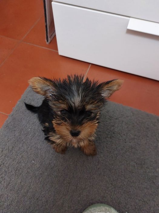Yorkshire terrier  femia