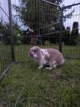 Króliczek mini lop samiec