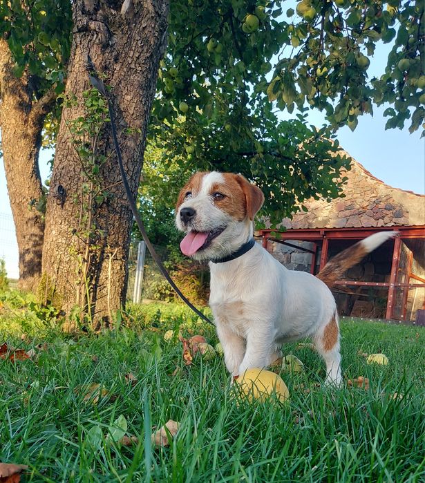 Jack Russell Terrier suczka z rodowodem FCI