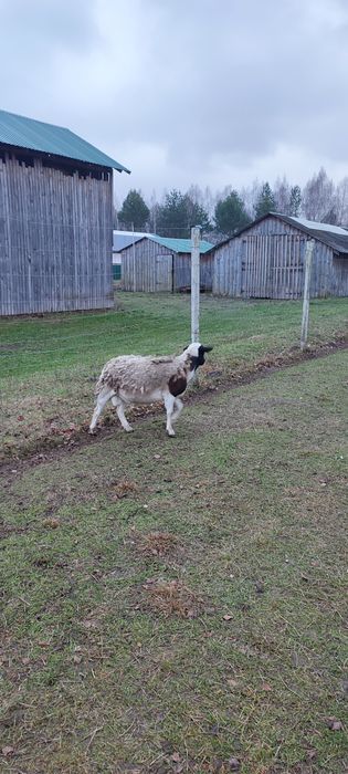 Продам Барана 75% Дорпер