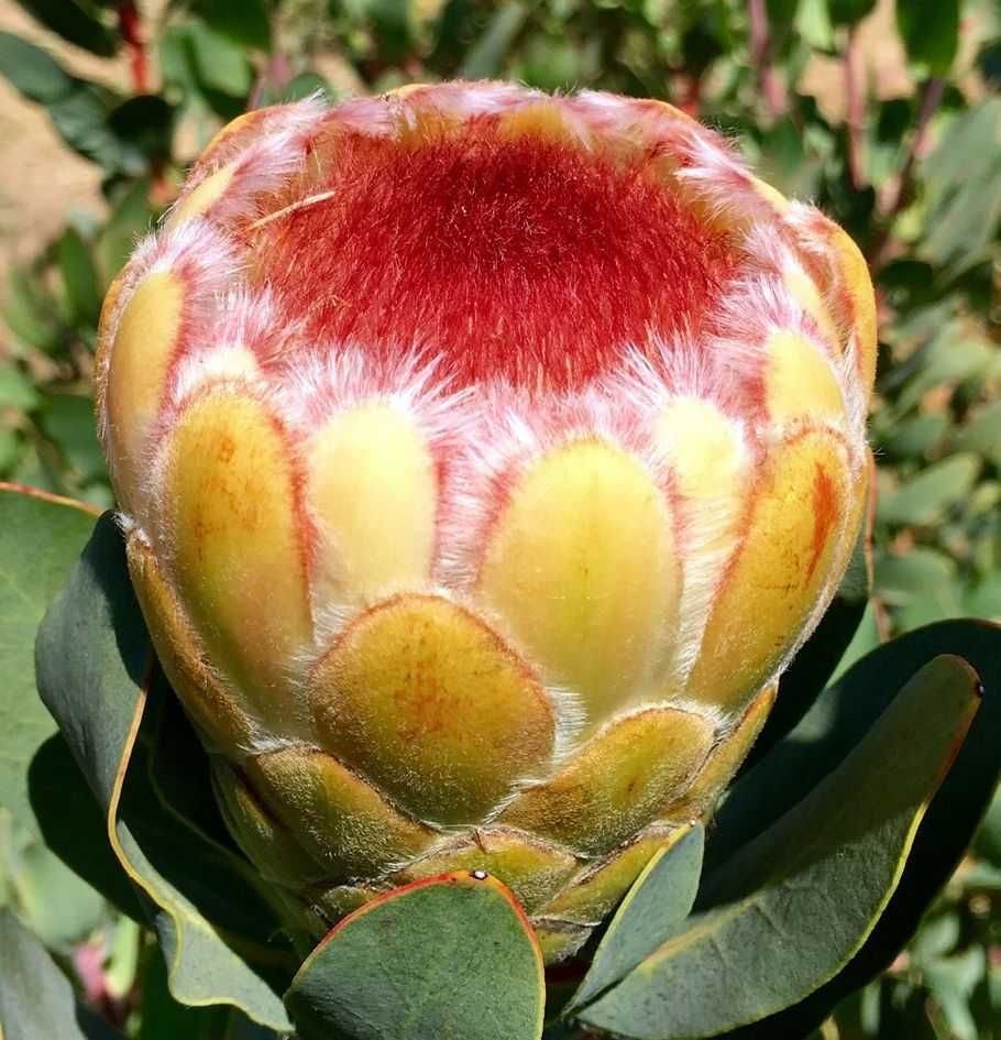 PROTEA(PROTEACEA) MAIS DE 50 VARIEDADES DIFERENTES