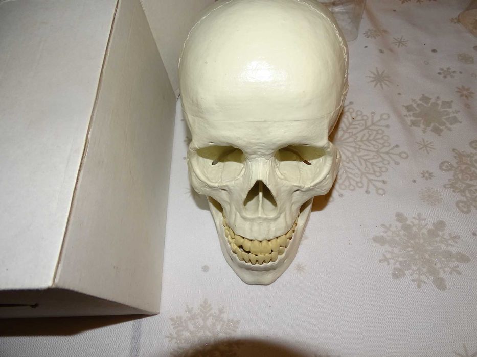 anatomiczny model czaszki  dorosłego człowieka