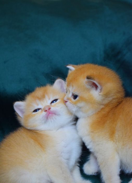 Британська Золота Шиншилла