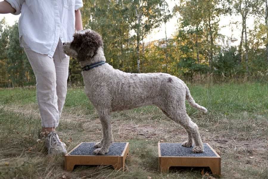 Podest dla psiego fitnessu 30cm x 30cm x 10cm