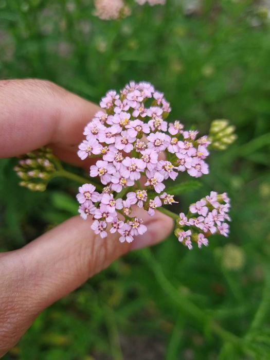 Набор тысячелистников саженцев