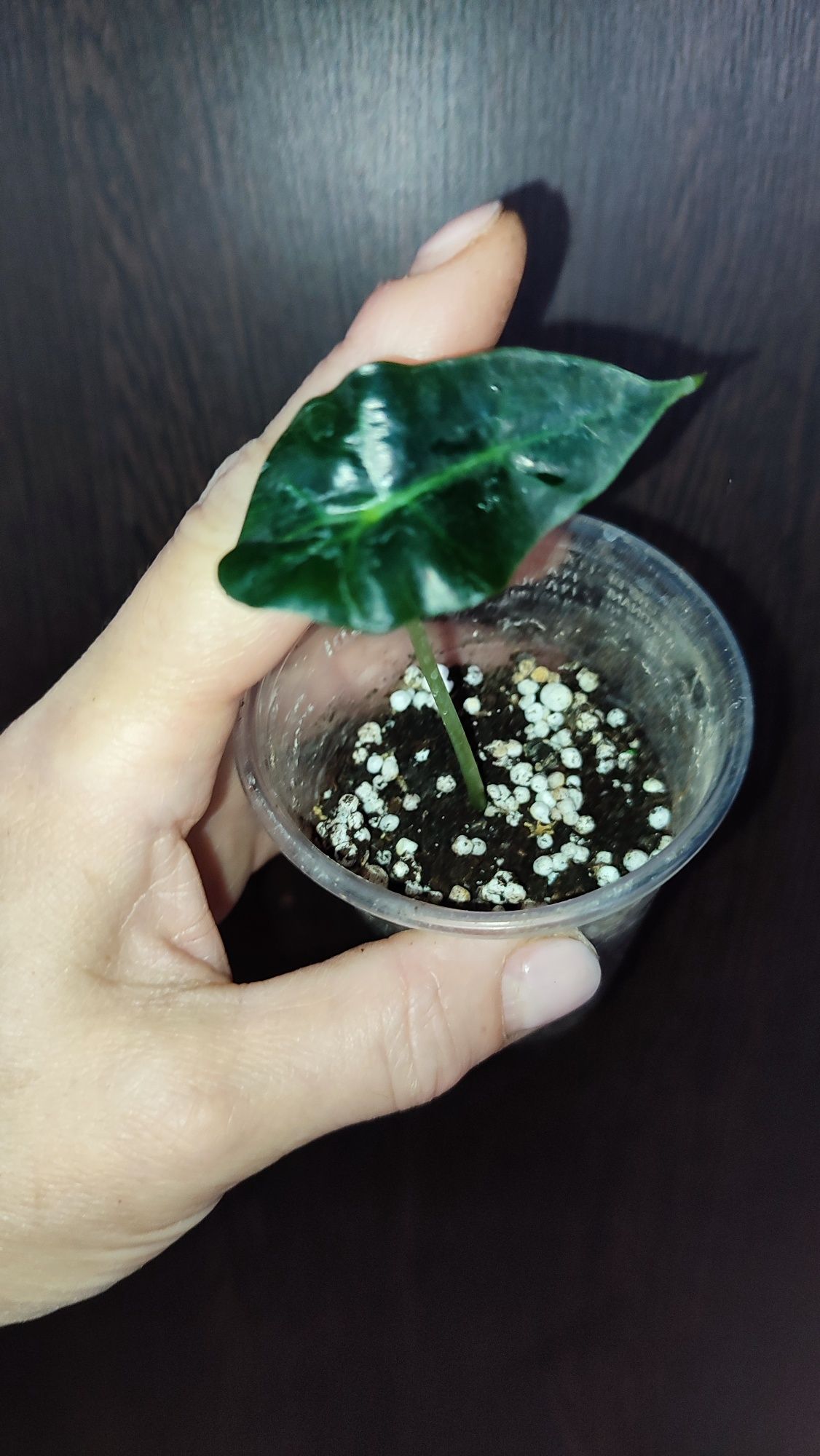 Alocasia Polly młoda obudzona bulwa
