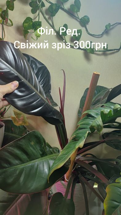 Хойї. Хлорофітум. Монстера. Сингоніум.Філодендрони . Зрізи і вкорінен