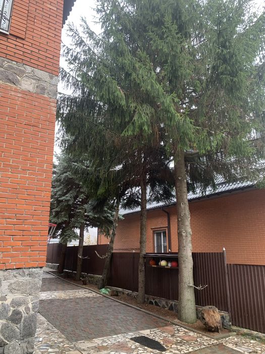 Ветки зелёной и голубой ёлки