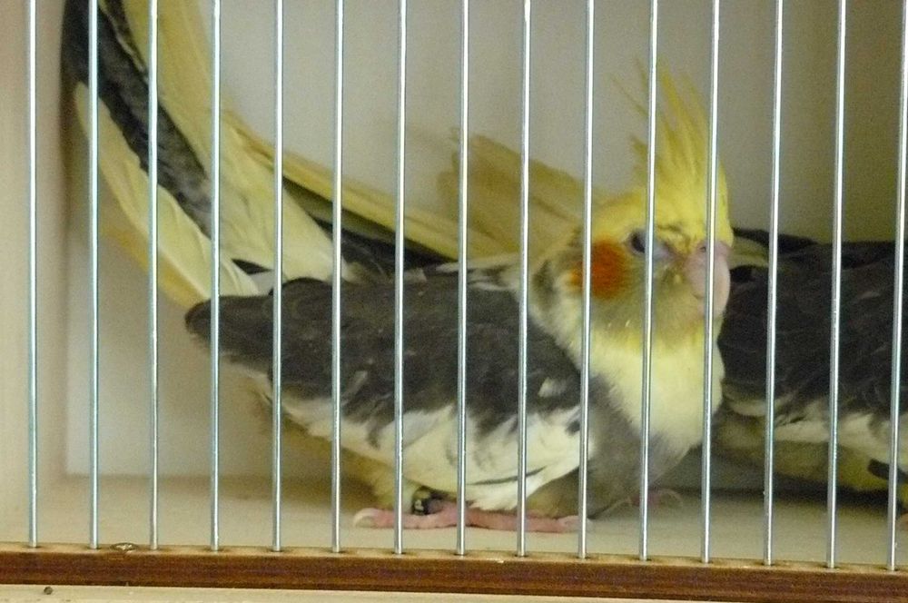 Papugi nimfy lipiec 2025 samce samiczki , możliwe niespokrewnione pary