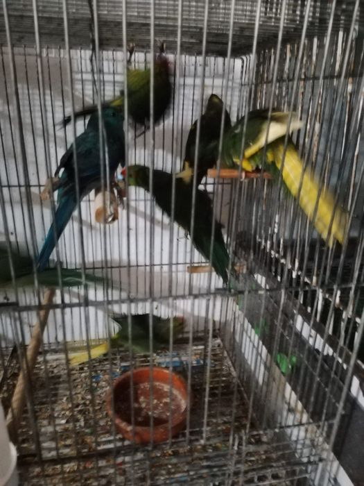 kakarikis verdes disponiveis