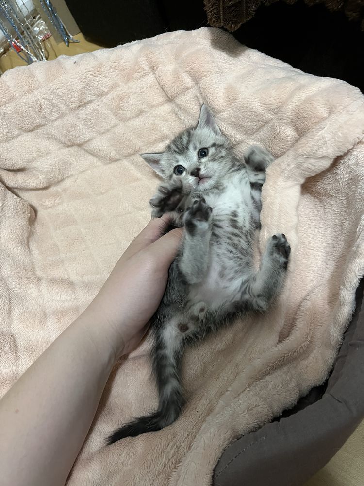 Котенята британці