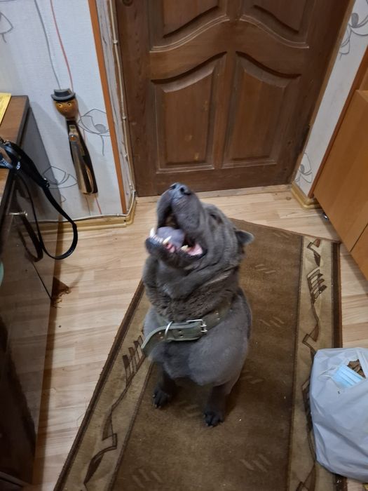 Шарпей голубий крупнокістяковий