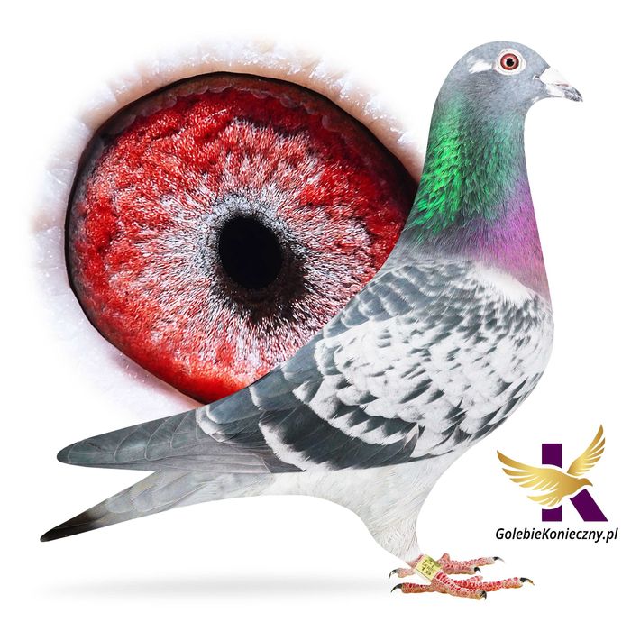 Sprzedam gołębie pocztowe, świetne pochodzenie, możliwość wysyłki.