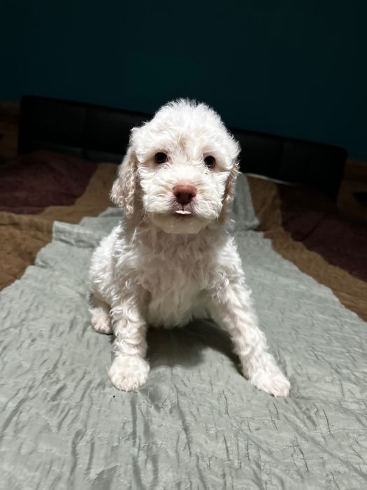 Lagotto Romagnolo chłopiec