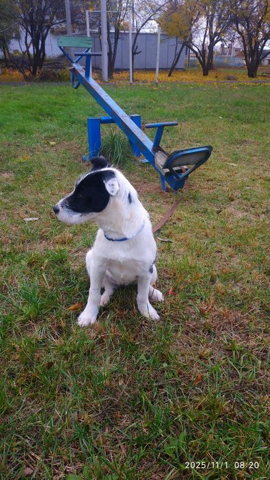 Отдам в хорошие руки (девочка)