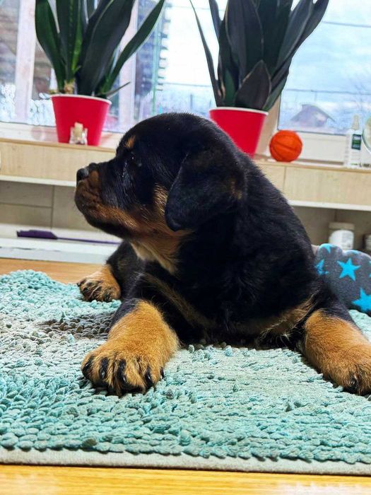 цуценята ротвейлера, які підкорять ваше серце!