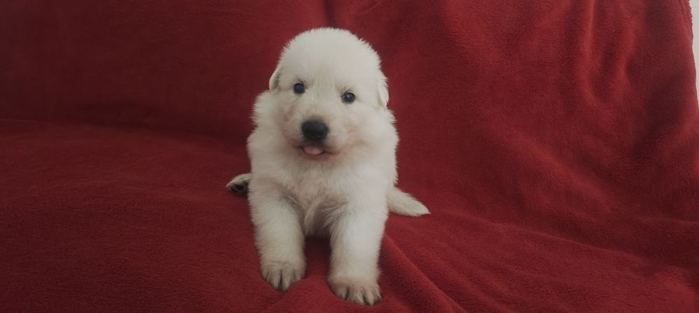 Śliczny piesek Biały Owczarek Szwajcarski hodowla Rivulus FCI ZKWP