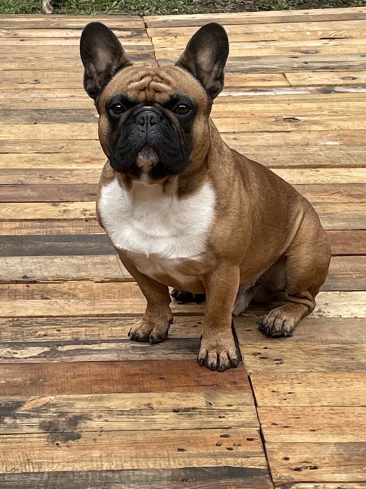 В‘язка Французький Бульдог