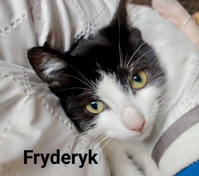 Błagam o szansę dla nich ...szukają domów ...