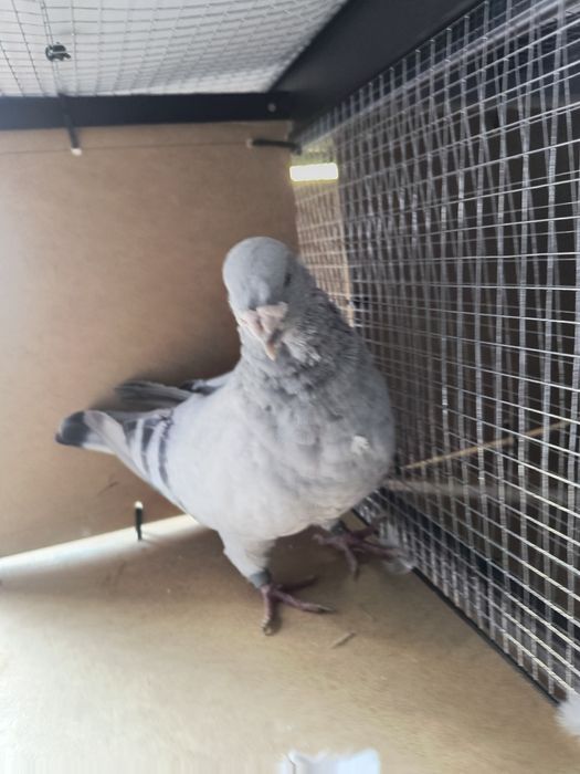 Standard, standart, polski pocztowy wystawowy samiec sprzedam