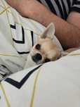 Chihuahua suczka FCI ZKwP