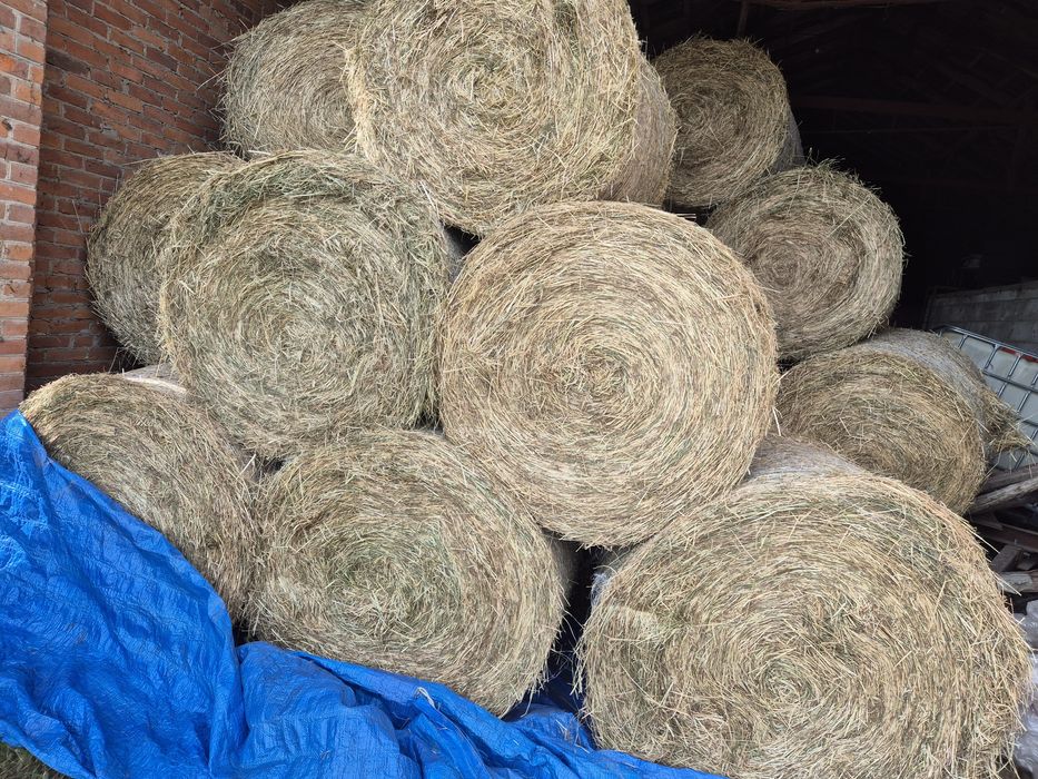 Siano w rolkach2025, rolka 120x120