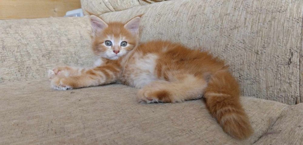 Kotka, maine coon, kot z rodowodem