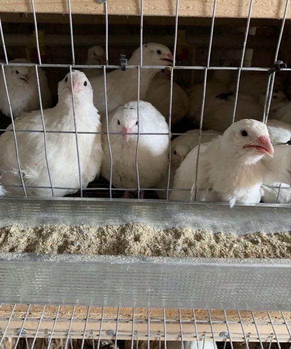 Перепілки добові одноденні Техасець вилуп 8 жовтня