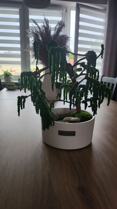 Drzewko bonsai z roślin stabilizowanych