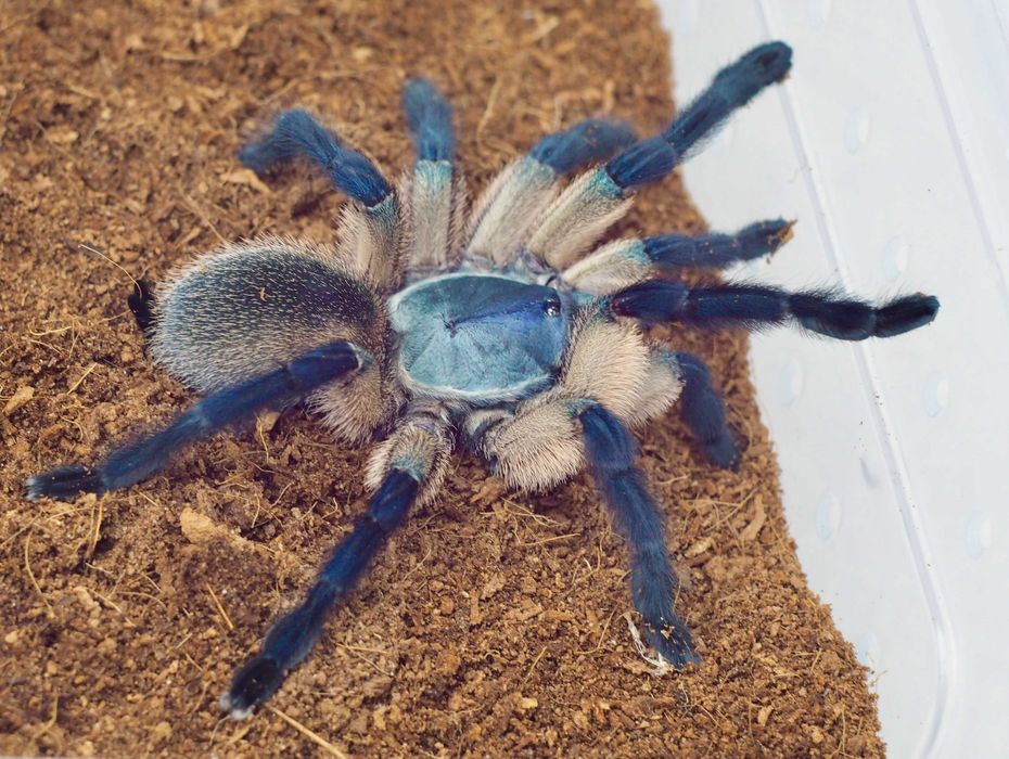 Monocentropus balfouri 1,5DC ptasznik pająk terrarium