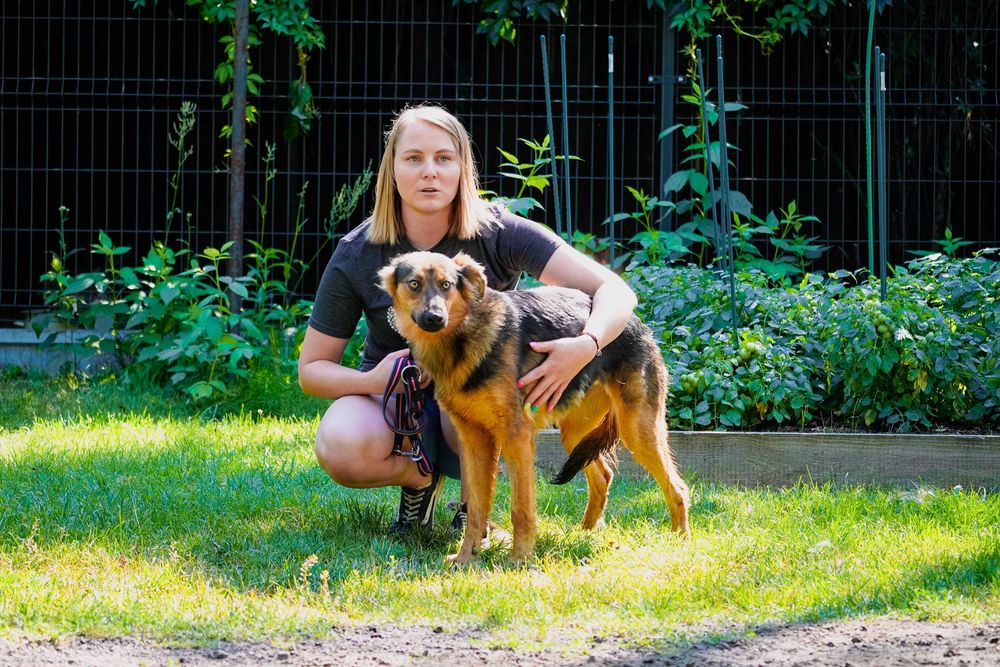 Nevada - cudowna, długowłosa sunia szuka domu