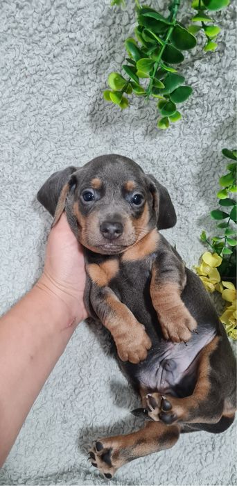 Estupendo Teckel Blue Tan de Qualidade