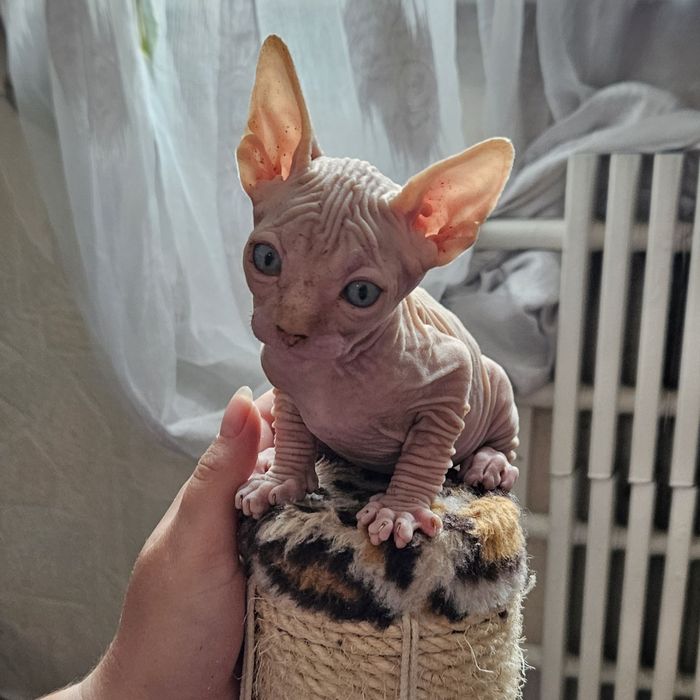 Котята Канадского Сфинкса