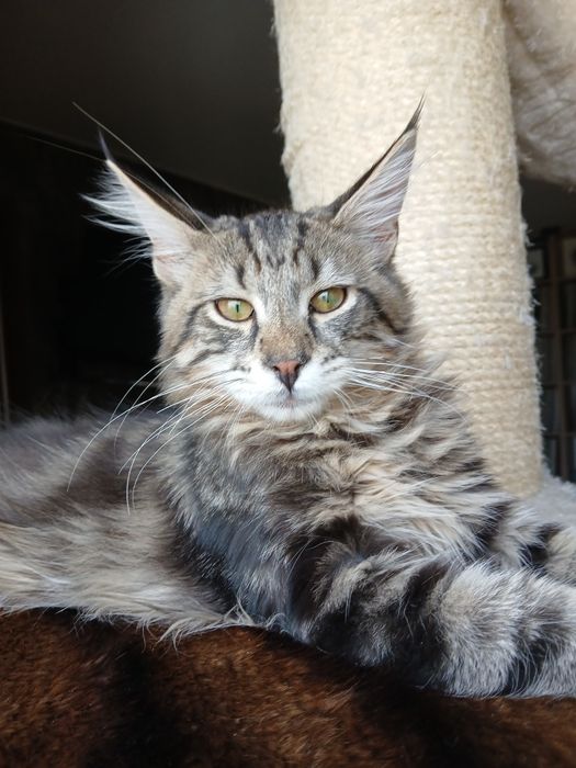 Kocurek Maine Coon maly przytulasek do odbioru