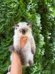 Ragdoll super kocurek