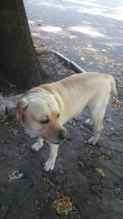 Вязка лабрадор ретивер