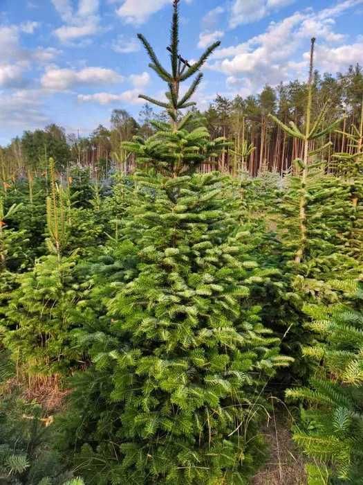 Świerk srebrny pospolity jodła kaukaska choinki