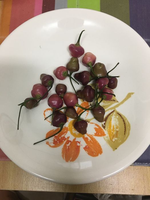 Semente de pimenta cheiro roxa