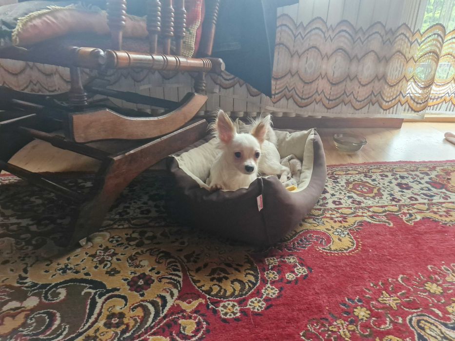 Chihuahua - długowłosa, biała, samiec