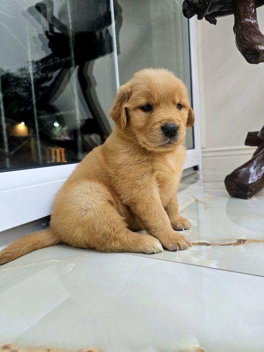 Szczenię Golden Retriever 100% linia Amerykańska  FCI ZKWP