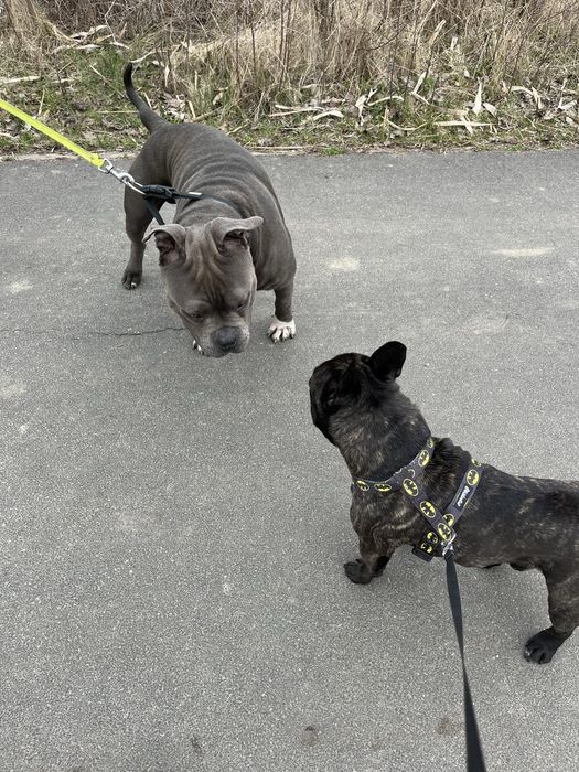 Szelki dla Psa Guard Bat Dog Psiakrew